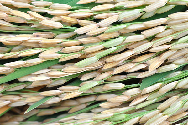 Rice thumbnail image