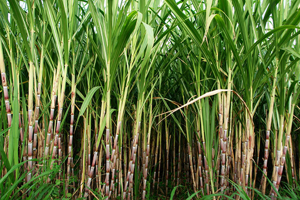 Sugar Cane thumbnail image